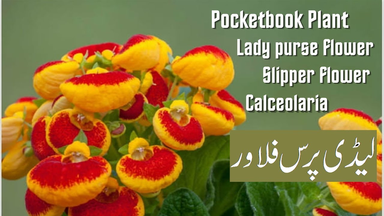 Calceolaria × herbeohybrida (Lady's Purse) - World of Flowering Plants | Planting  flowers, Plants, Plant life